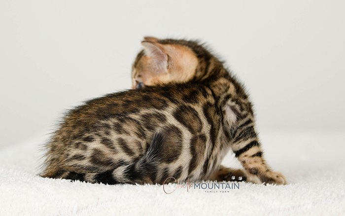 Bengal kitten for sale